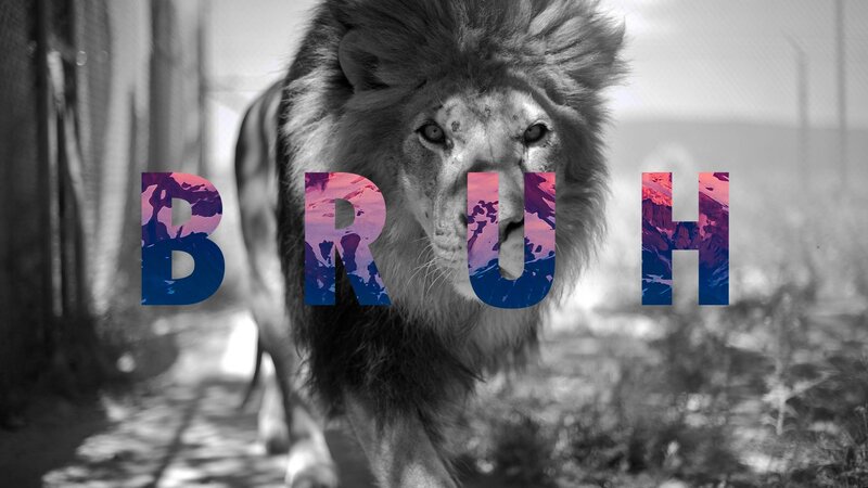 Lion Walking in Enclosure — Black