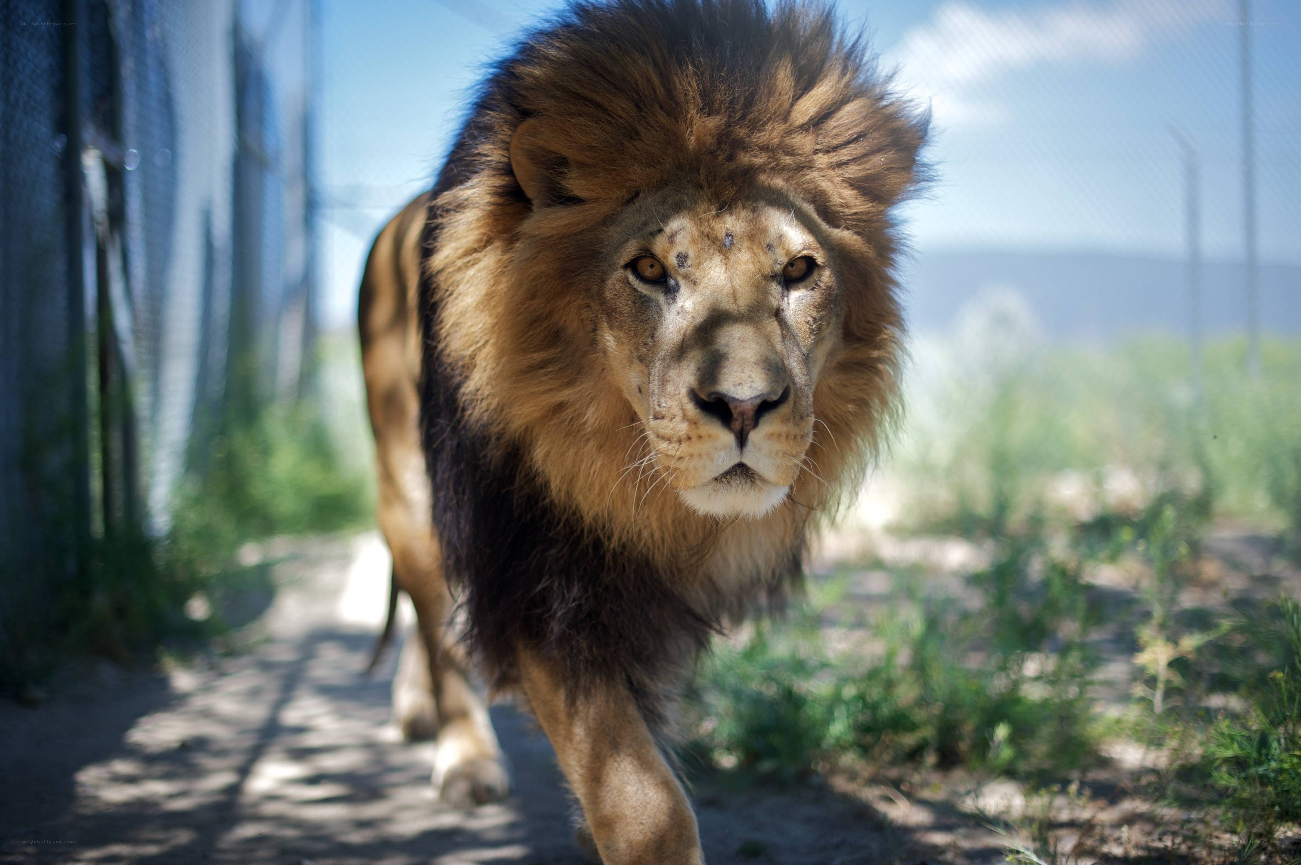 Lion walking in enclosure