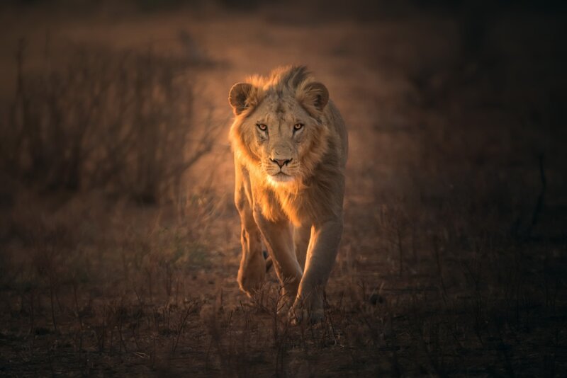 Lion Walking in Field