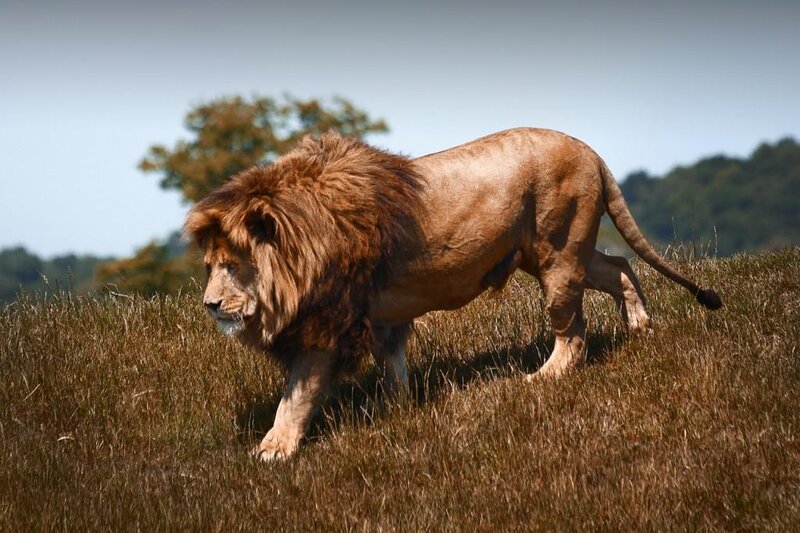 Lion walking in grass