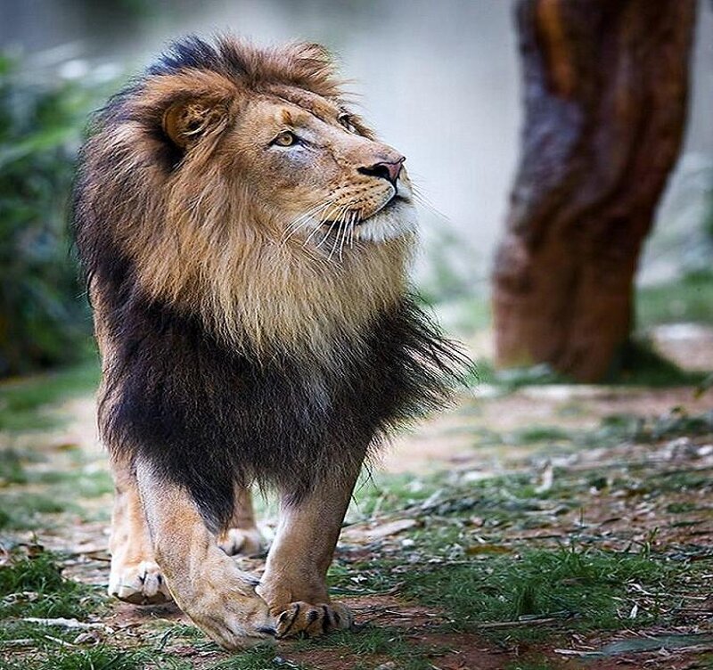 Lion walking in natural habitat