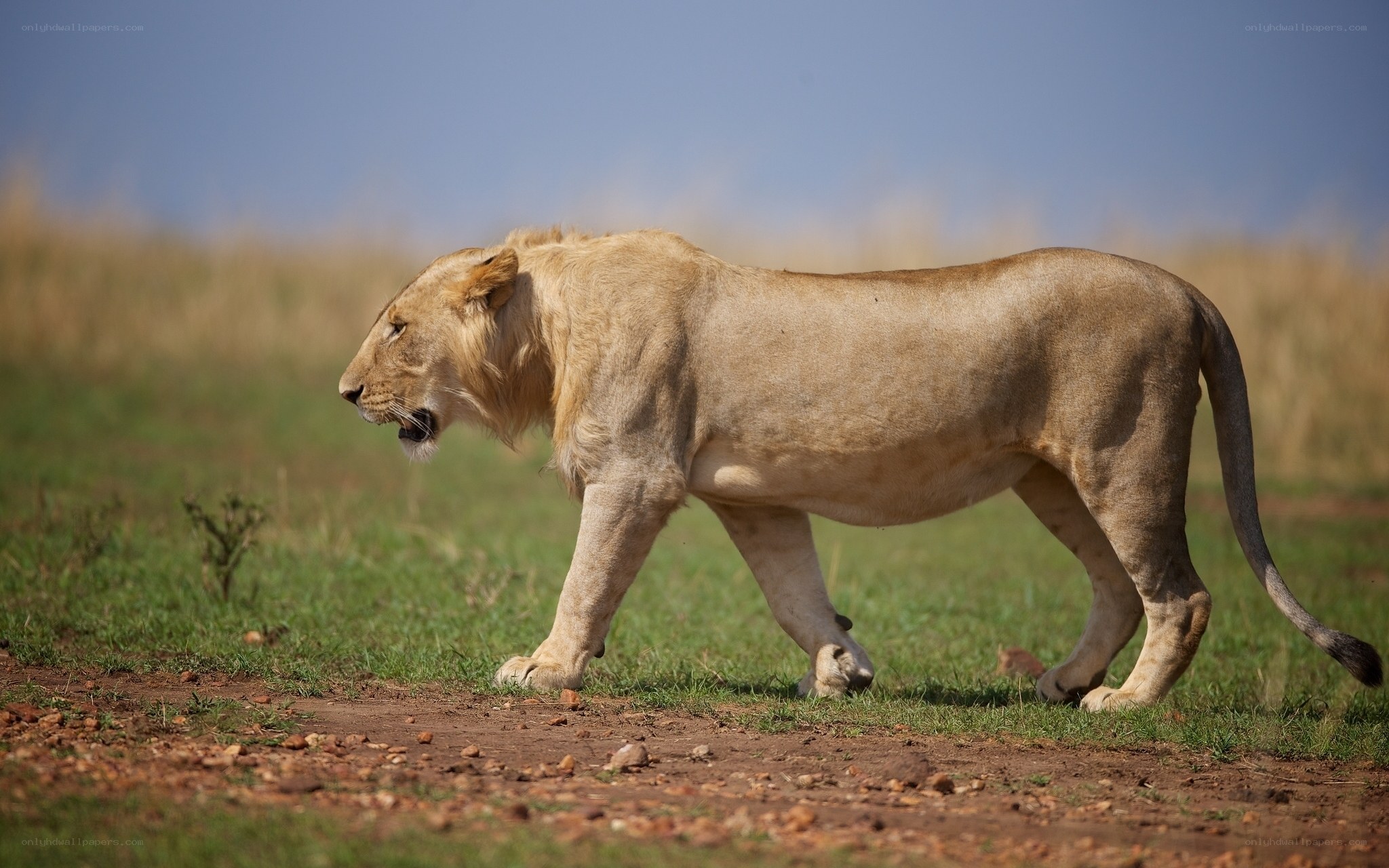 Lion walking in savanna