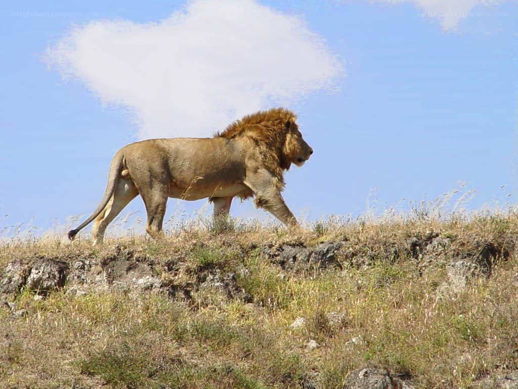 Lion walking on a hill