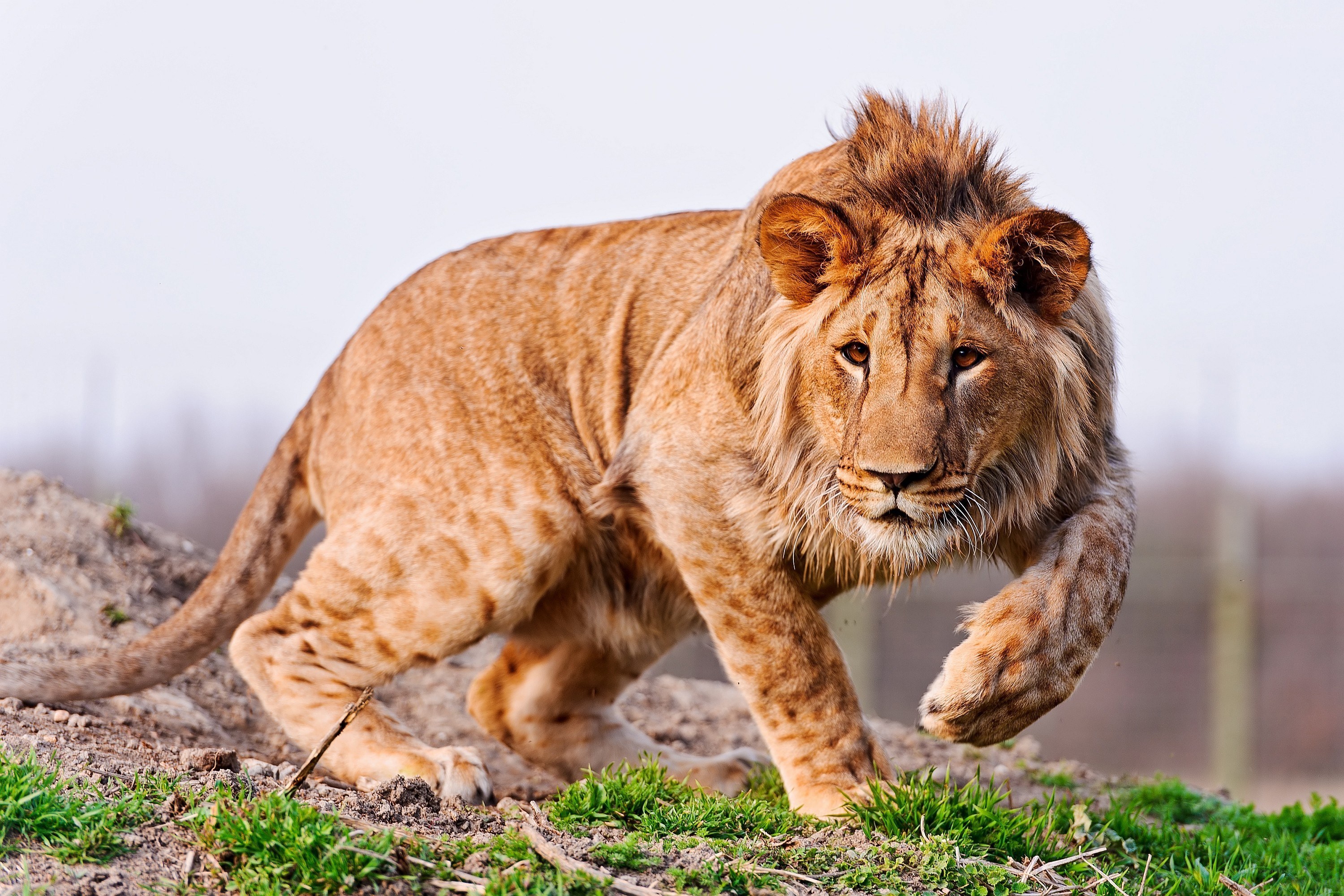 Lion walking on a hill