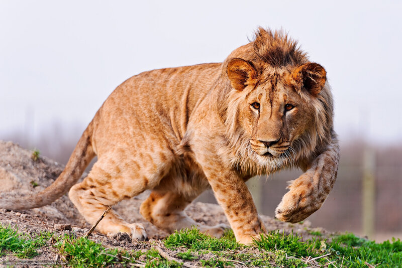 Lion walking on a hill