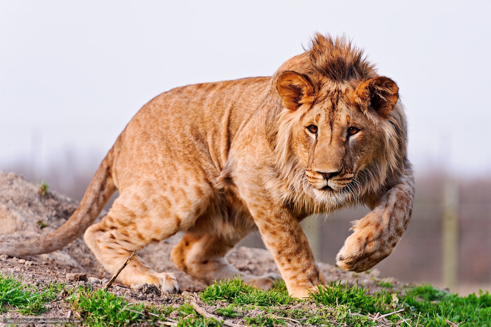 Lion walking on a hill