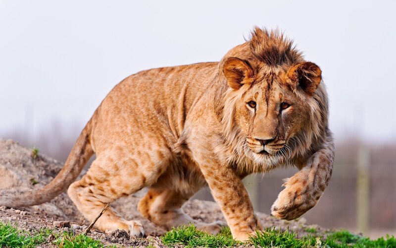 Lion Walking on Dirt