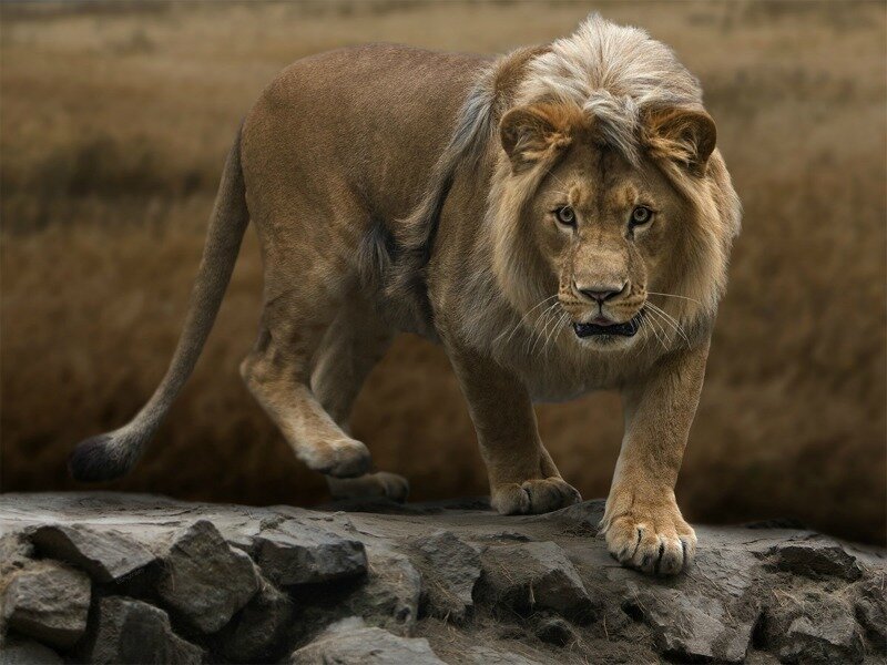 Lion Walking on Rocks — Brown