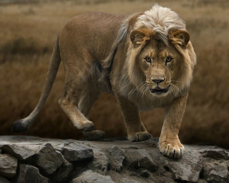 Lion walking on rocks