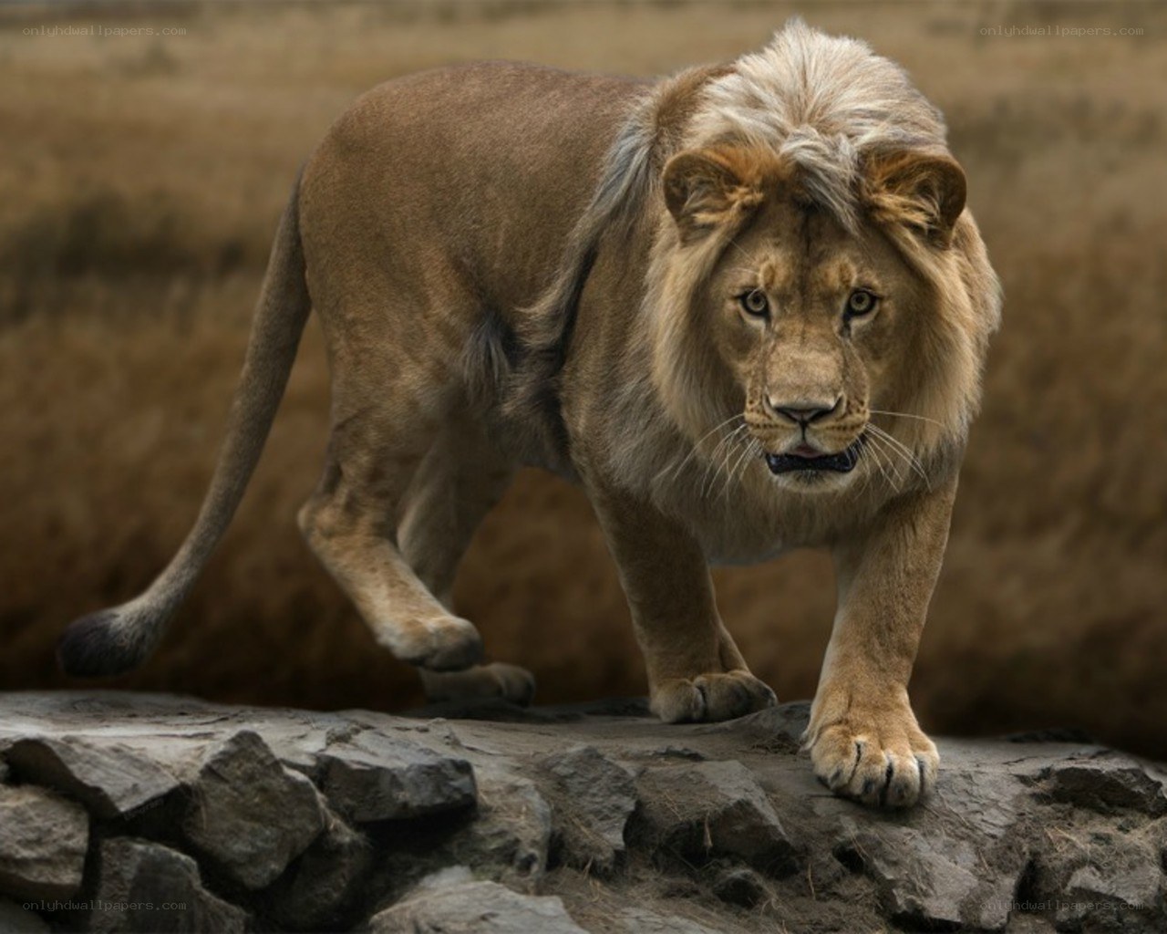 Lion walking on rocks