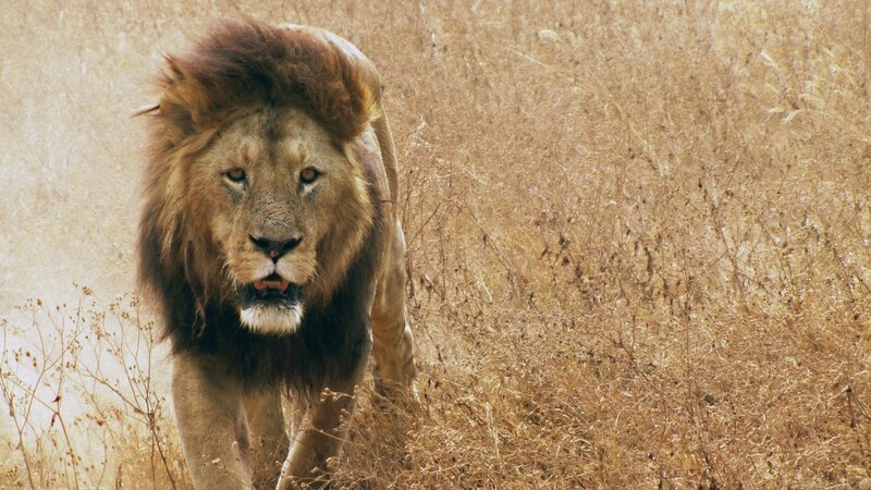 lion walking through dry grass