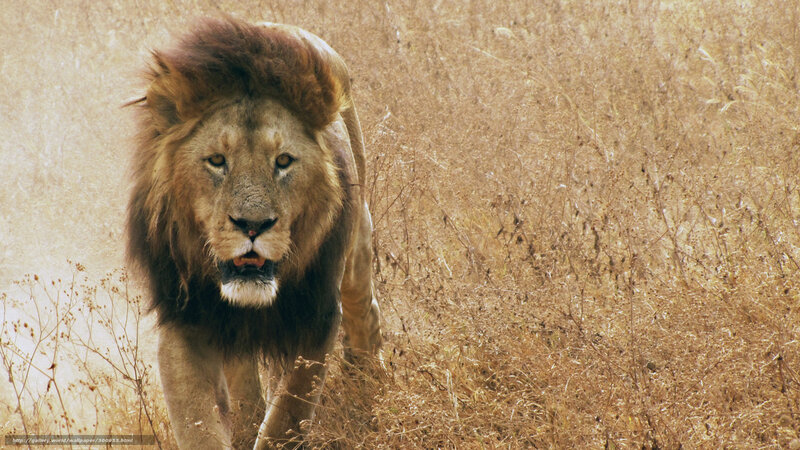 Lion walking through dry grass