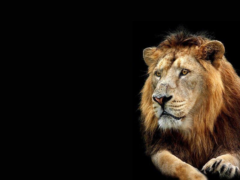 Lion with a black background