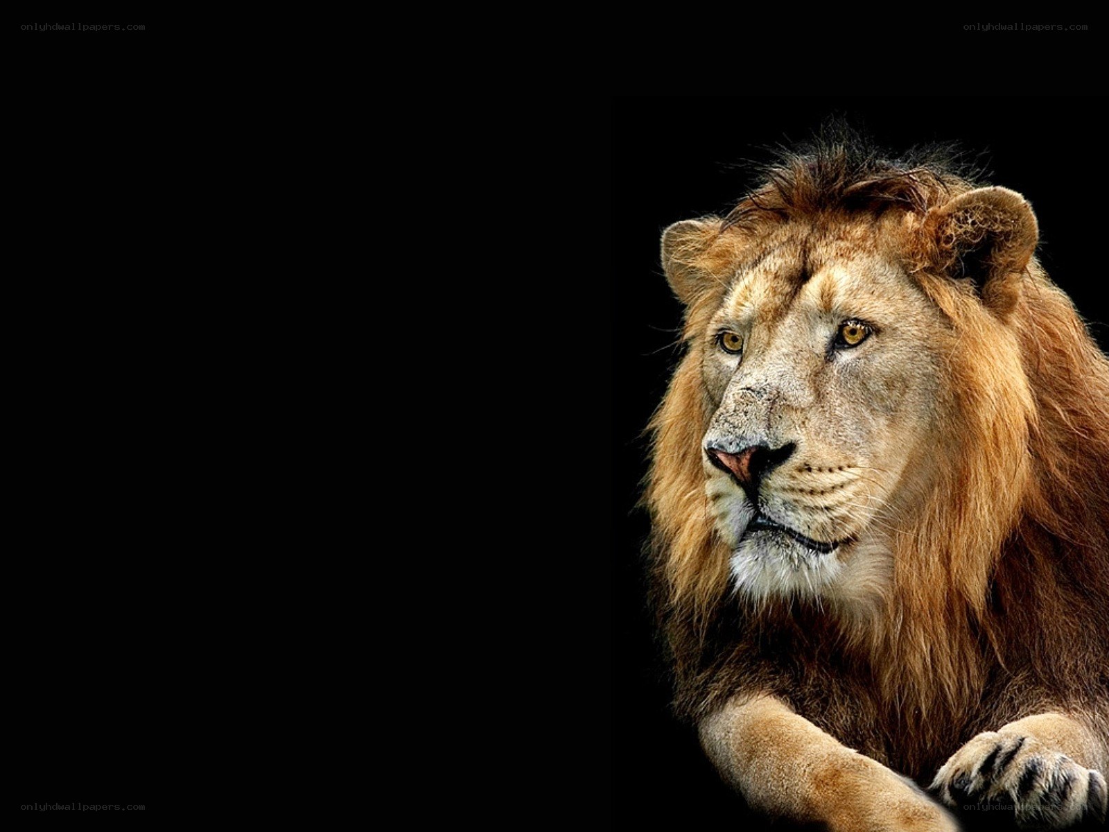 Lion with a black background
