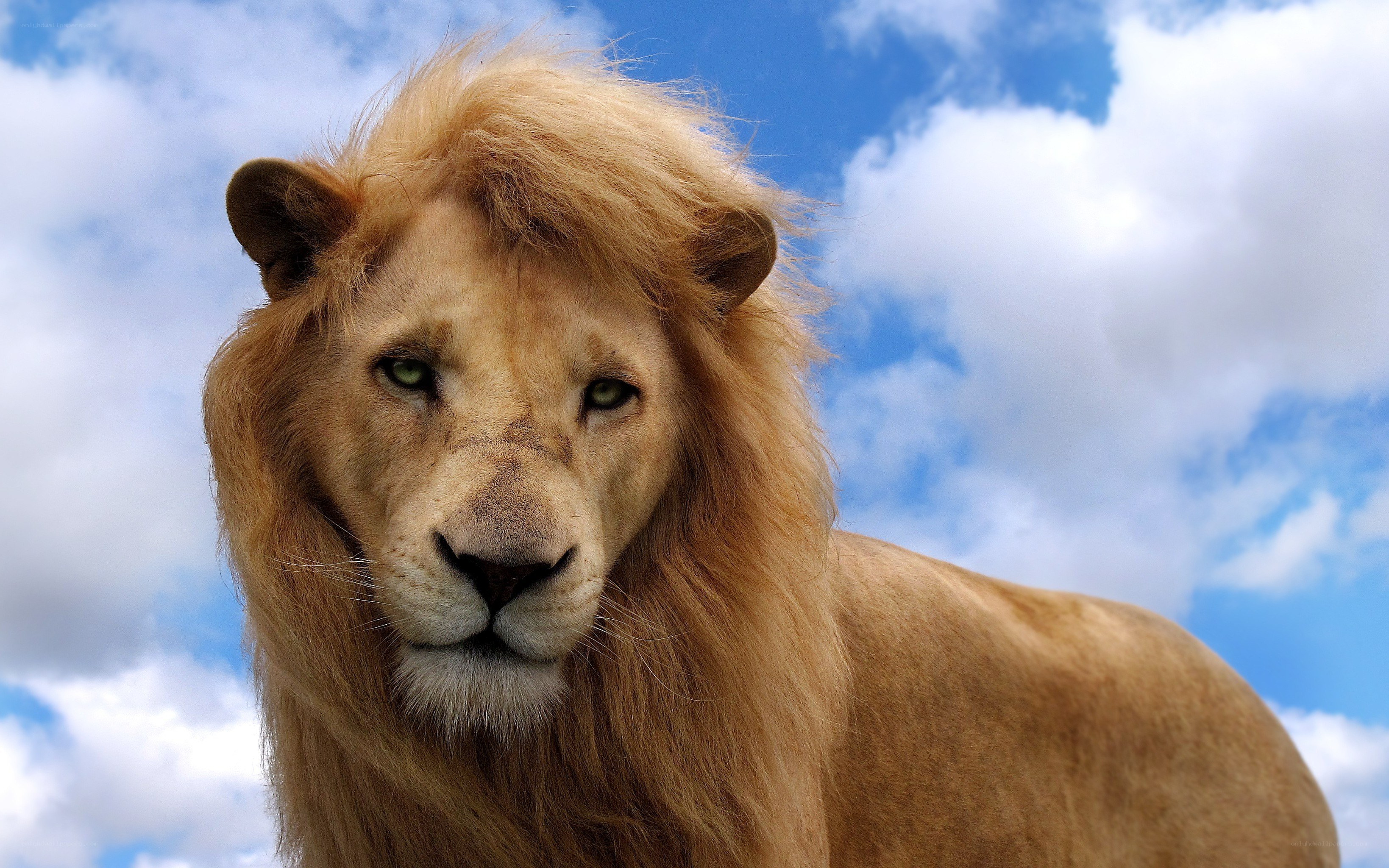 Lion with a blue sky