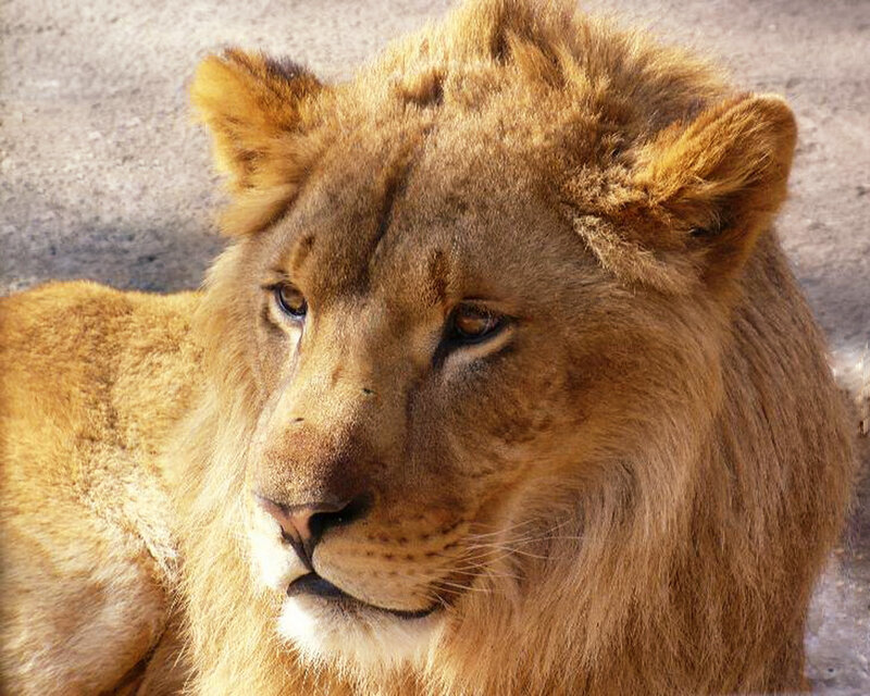 Lion with a calm expression