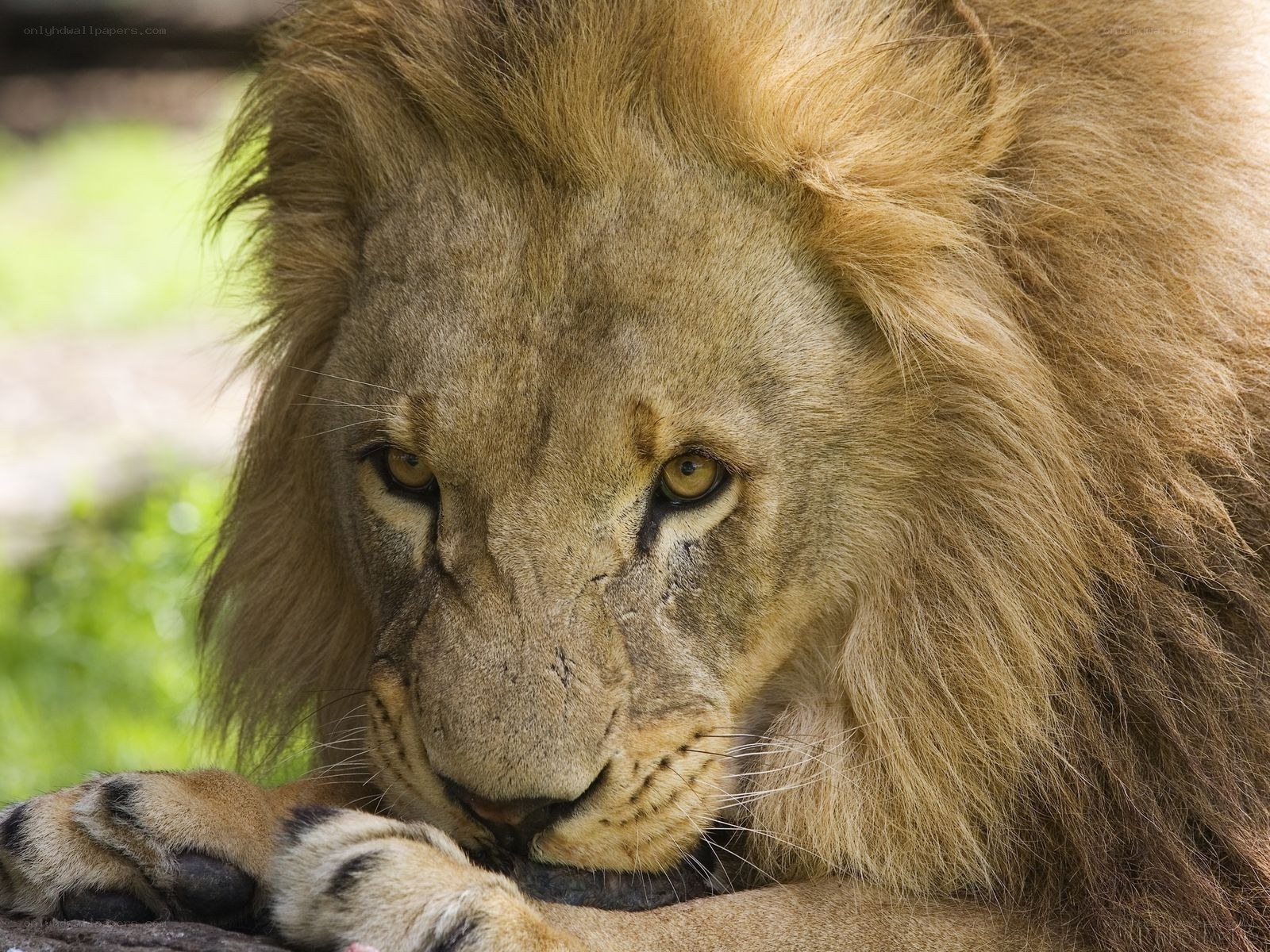 Lion with a calm gaze