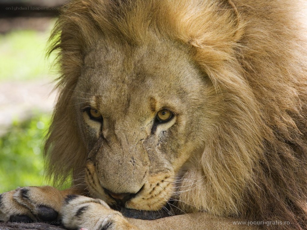 Lion with a calm gaze