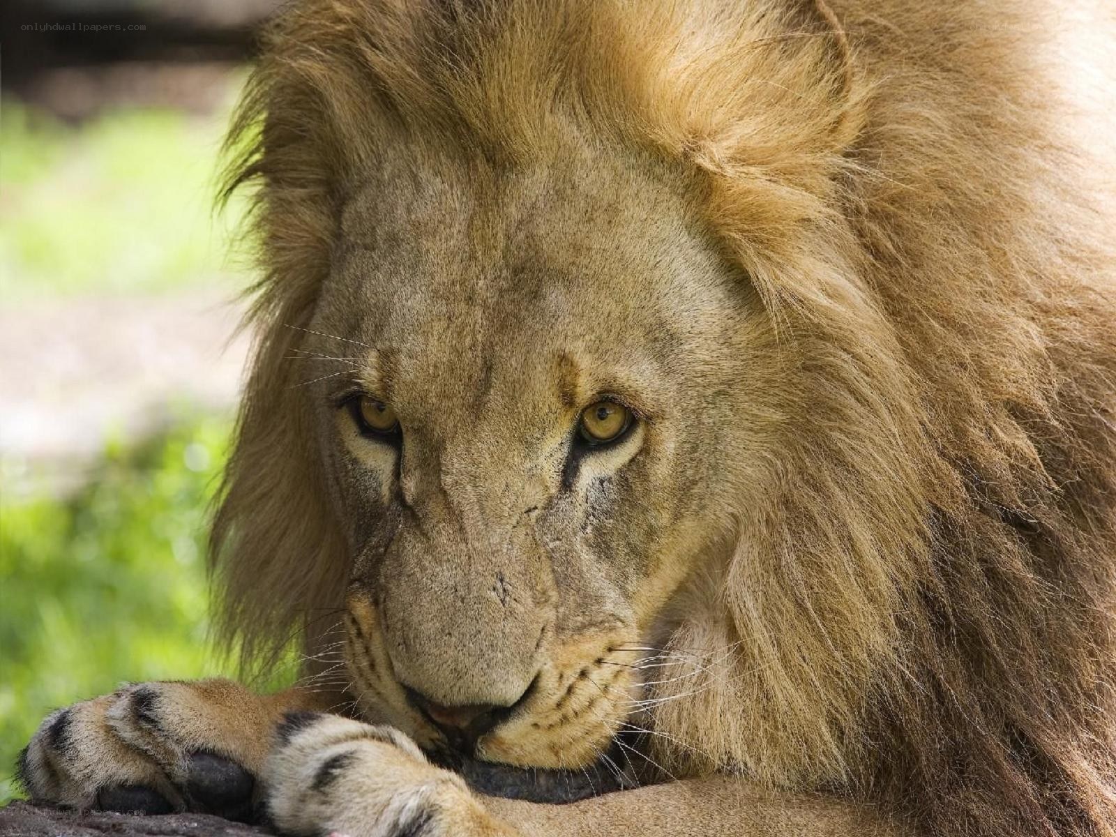 Lion with a calm gaze