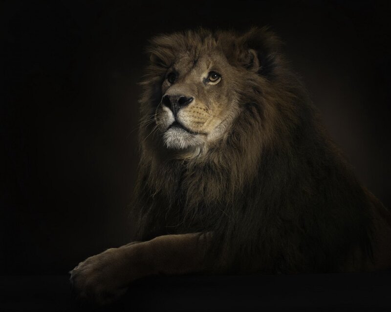 Lion with a dark background