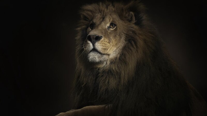 Lion with a dark background