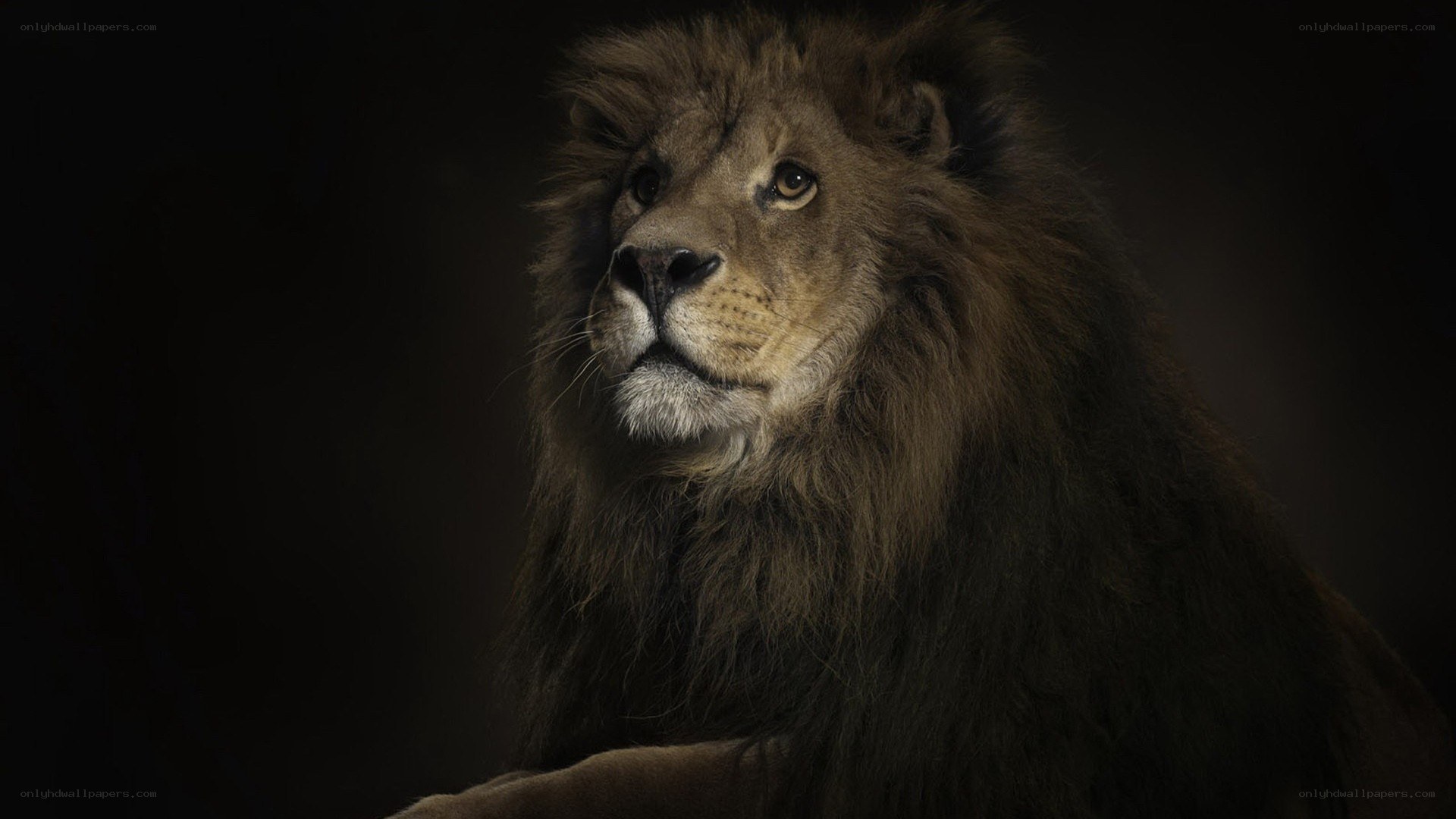 Lion with a dark background