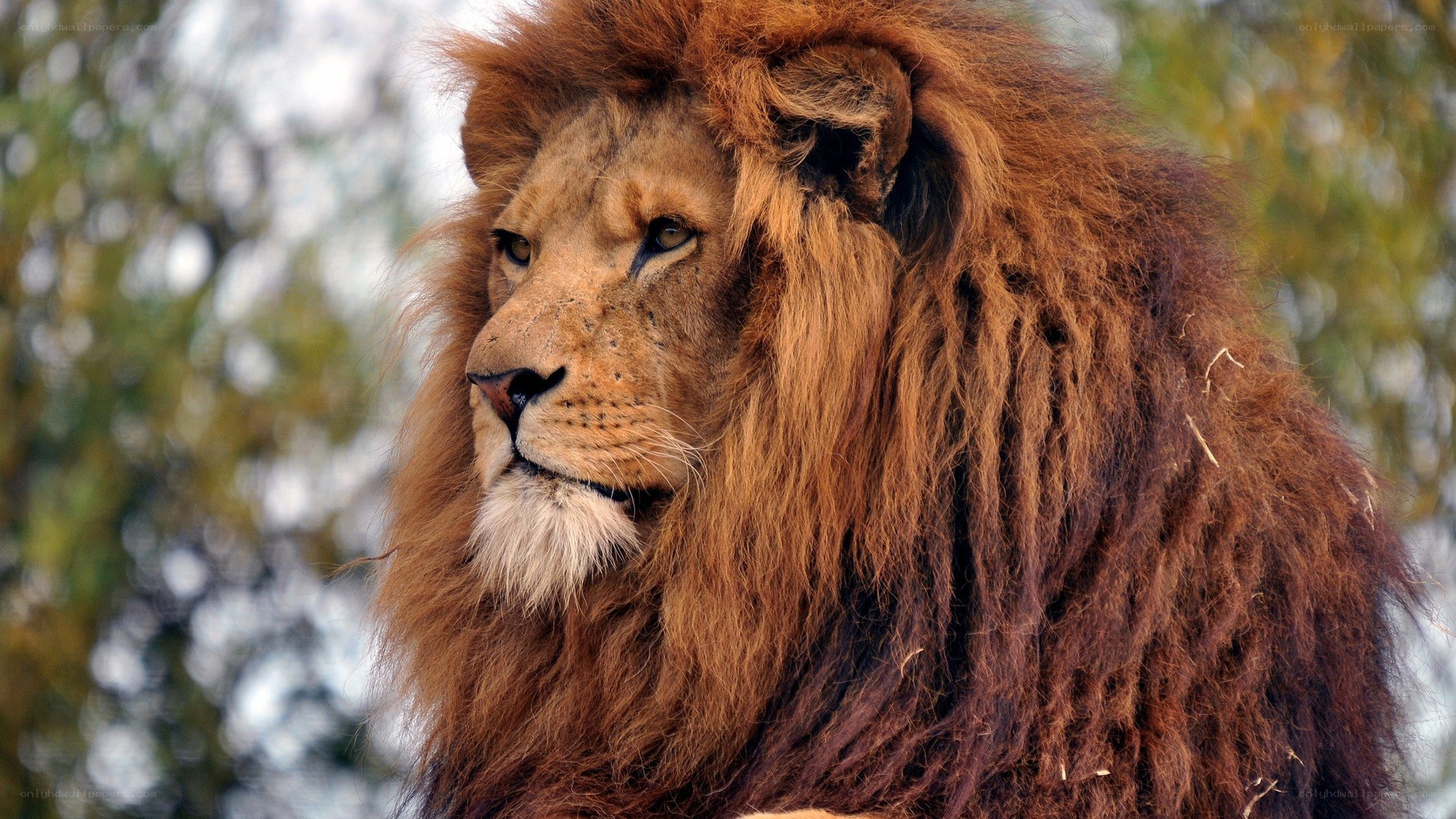 Lion with a full mane