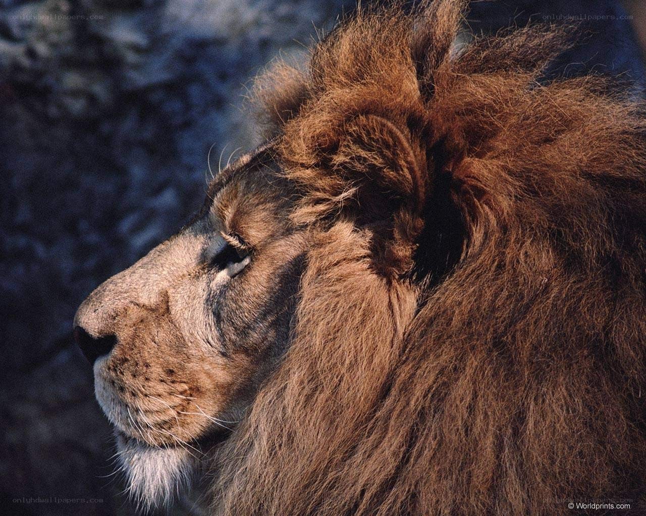 lion with a full mane