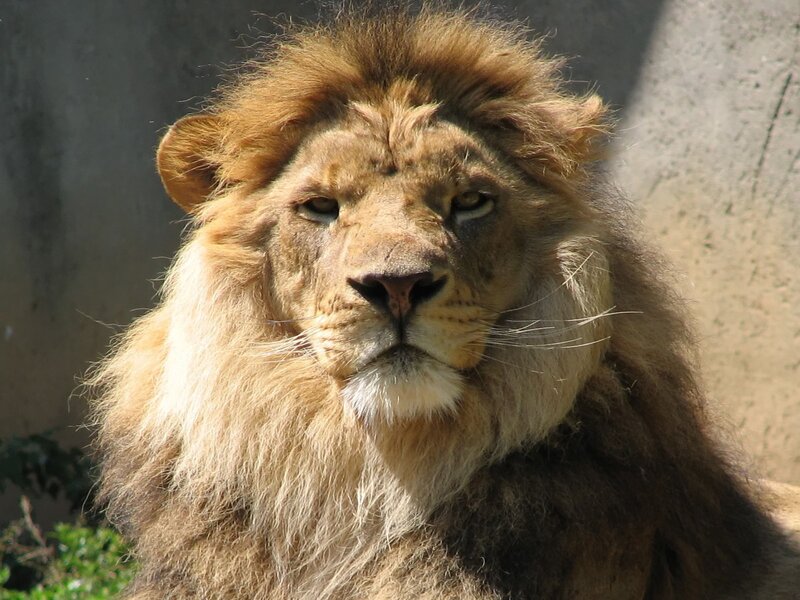 Lion with a full mane