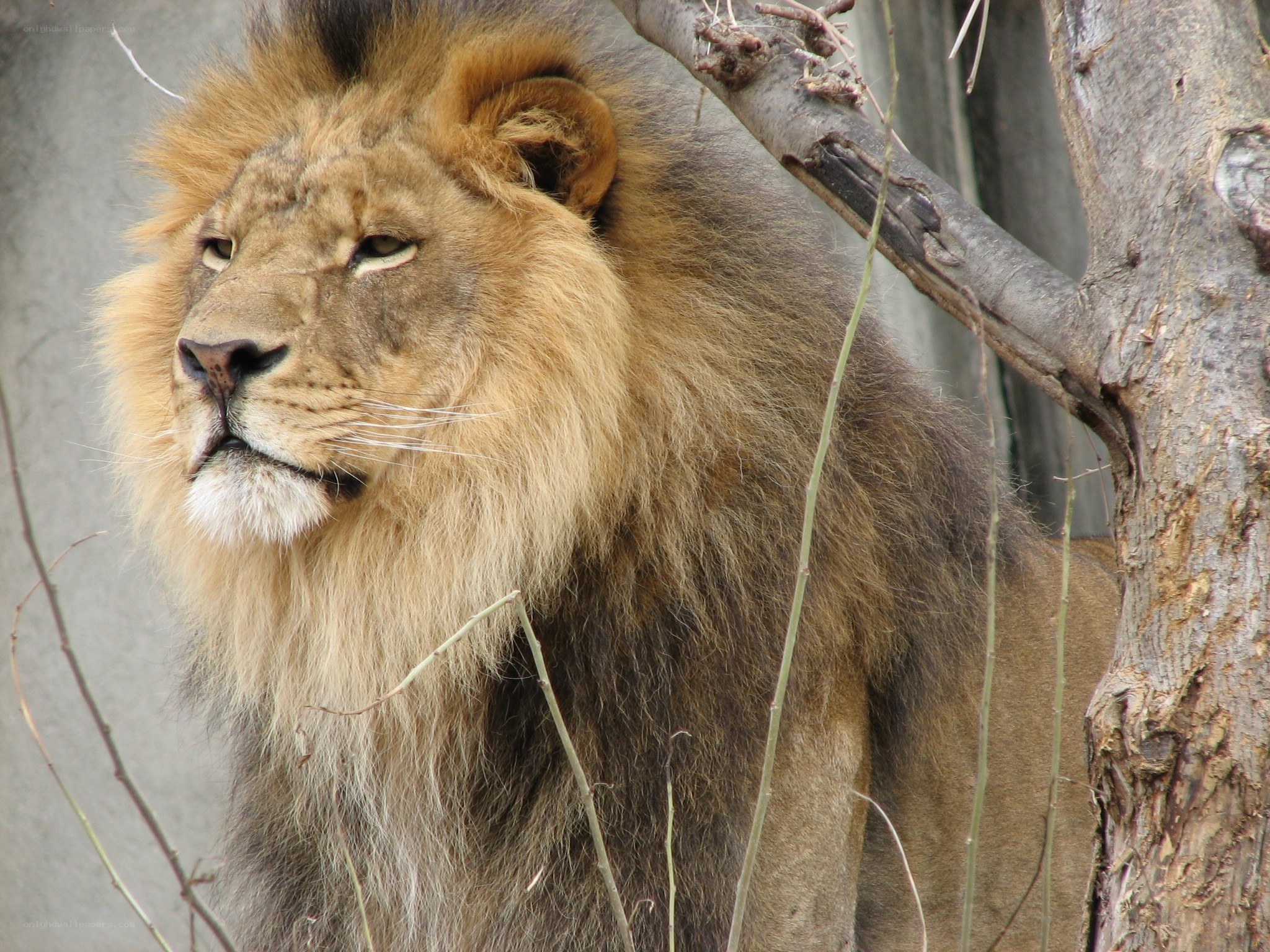 Lion with a full mane
