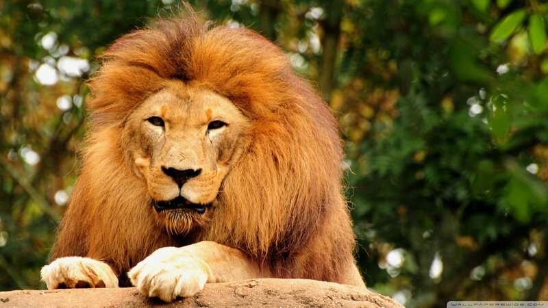 lion with a full mane