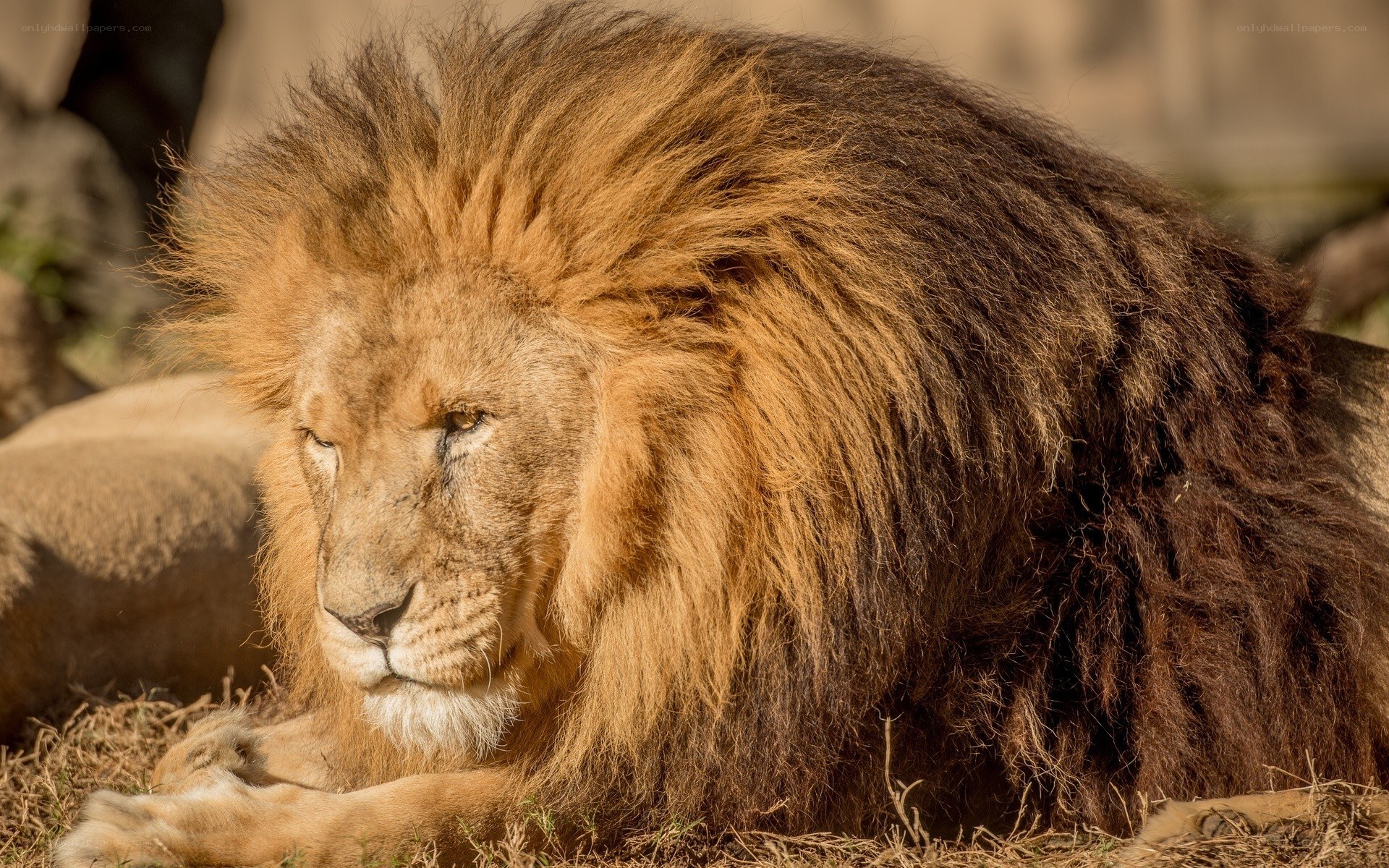 Lion with a full mane
