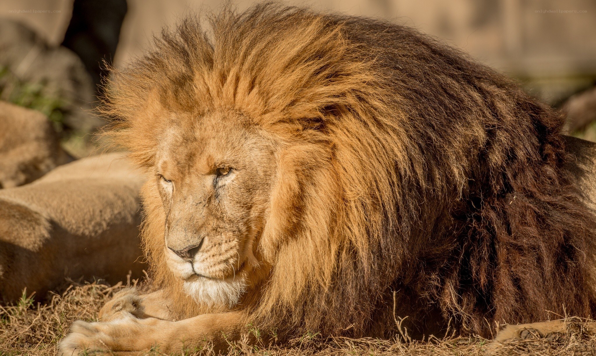 Lion with a full mane
