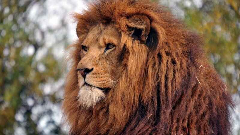 Lion with a full mane