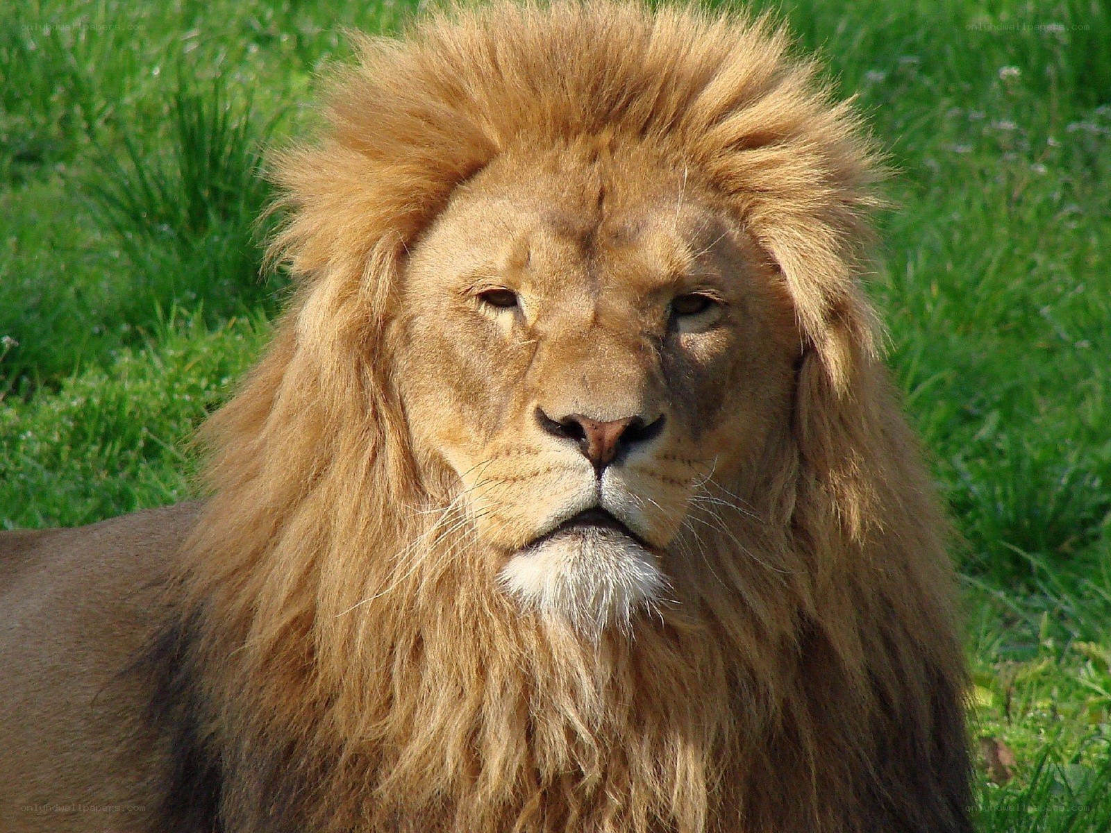 Lion with a full mane