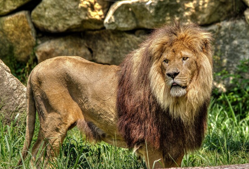 Lion with a full mane