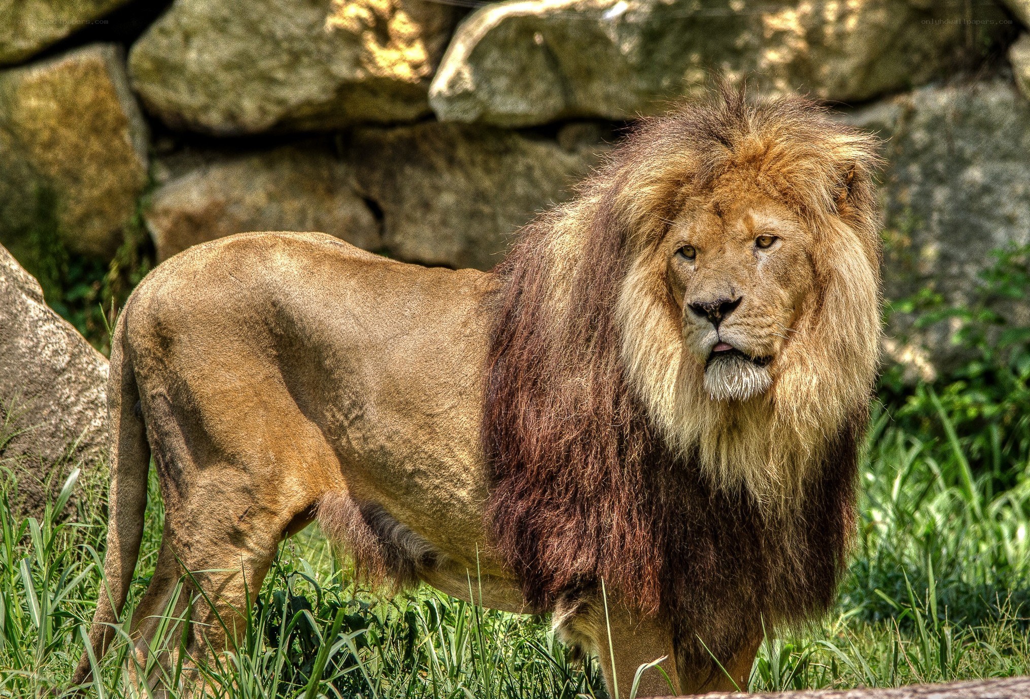 Lion with a full mane