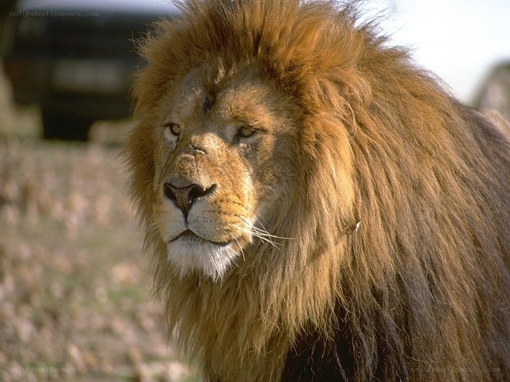 Lion with a full mane