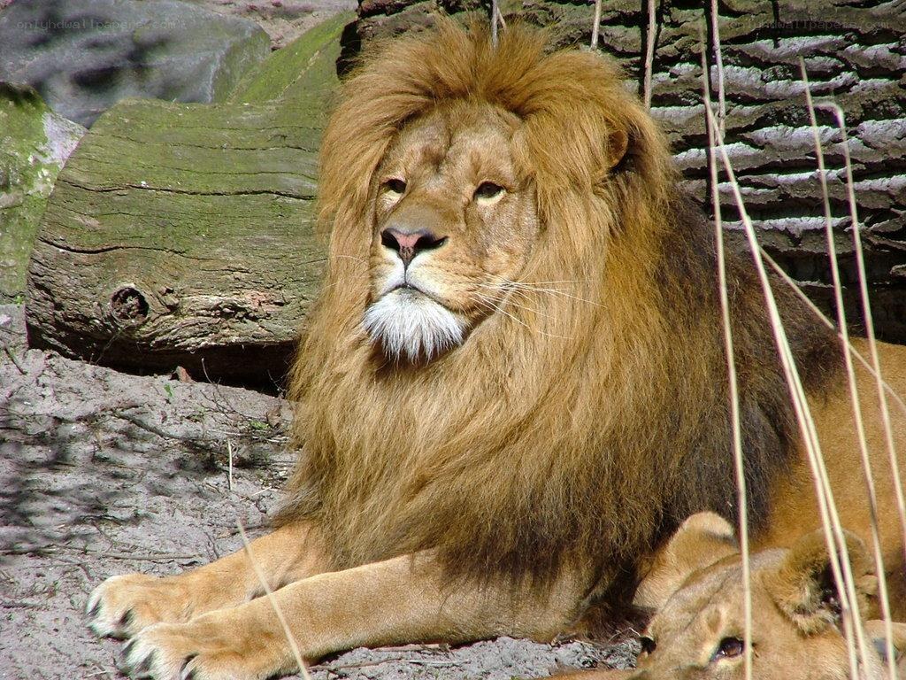 Lion with a full mane
