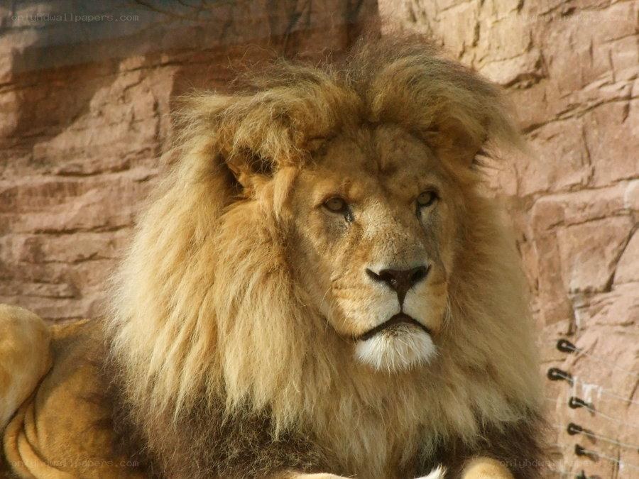 Lion with a full mane
