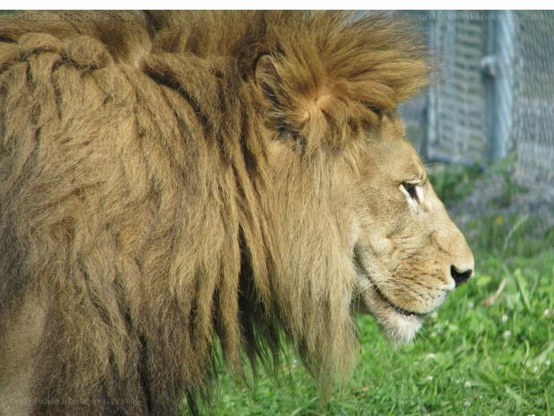 Lion with a full mane