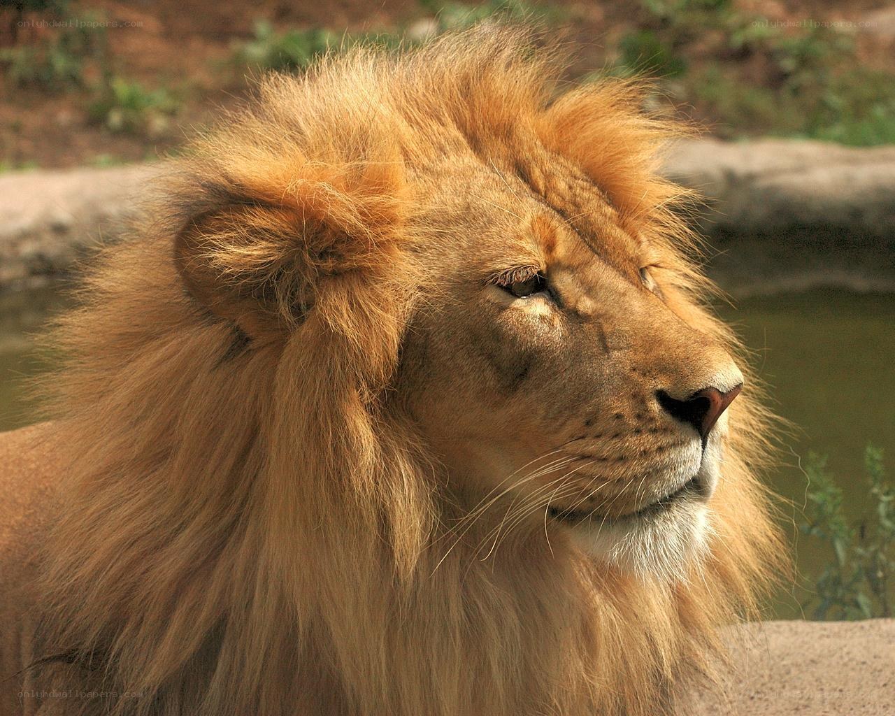 Lion with a full mane