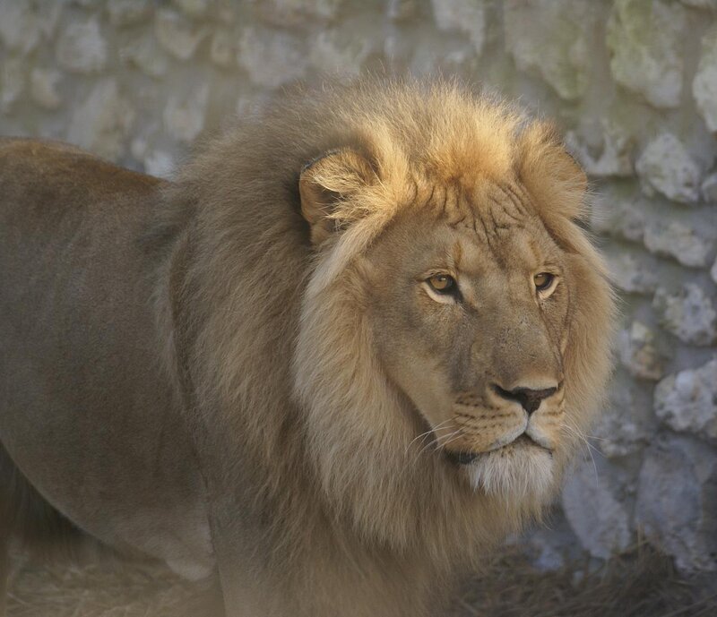 Lion with a full mane