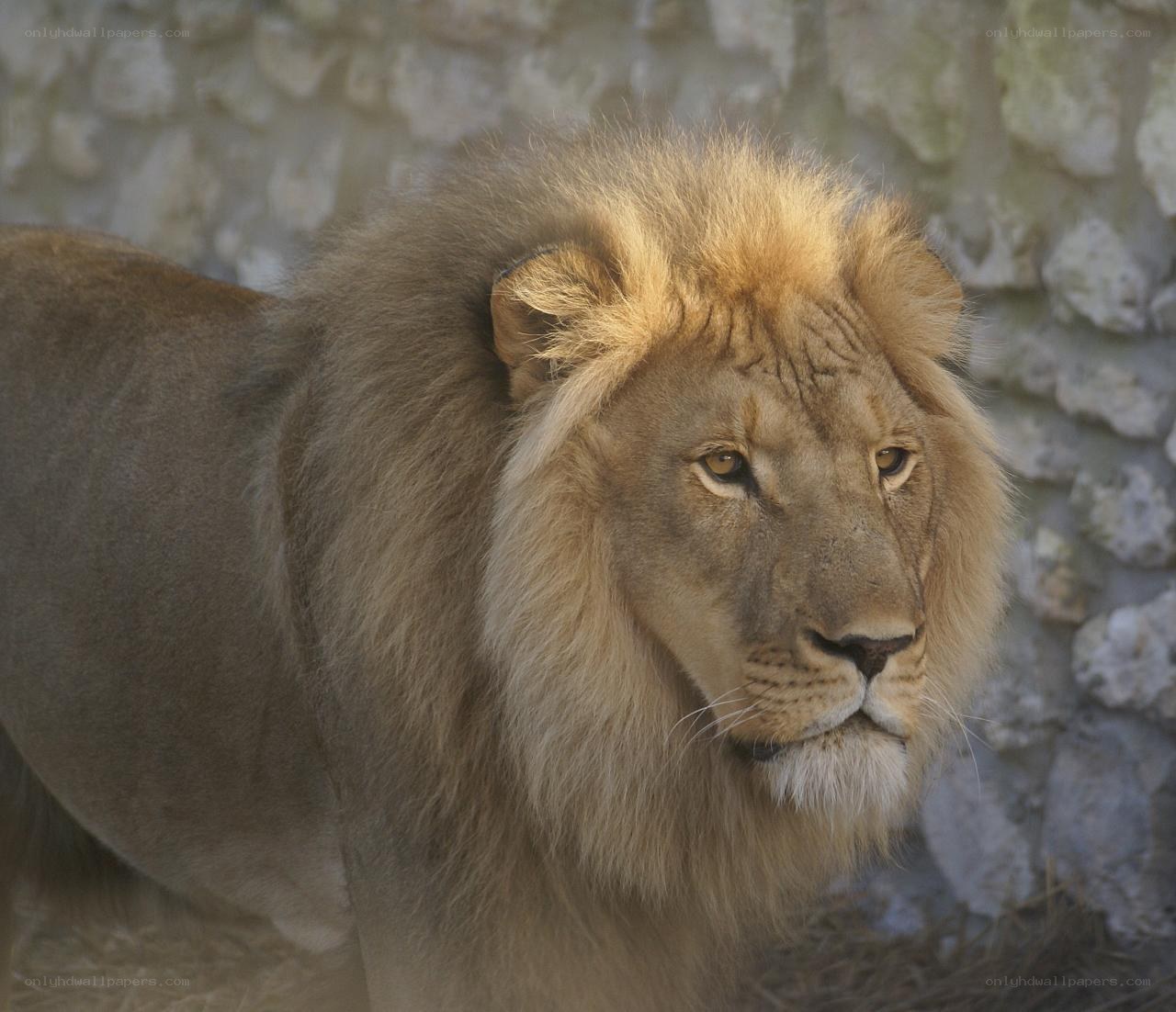 Lion with a full mane