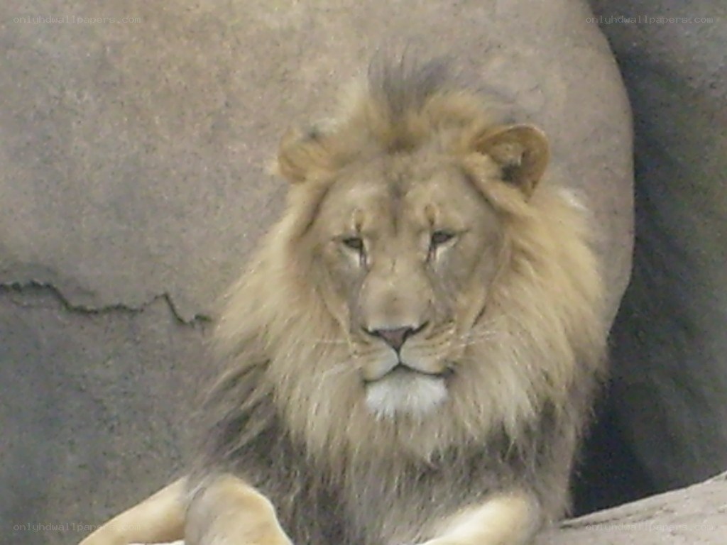 Lion with a full mane