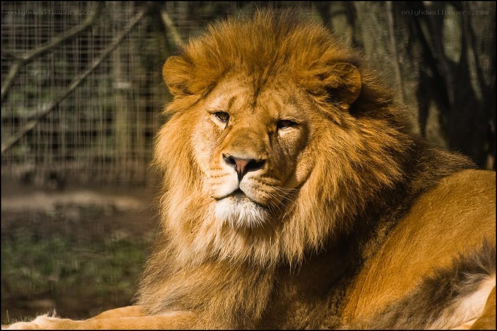 Lion with a full mane