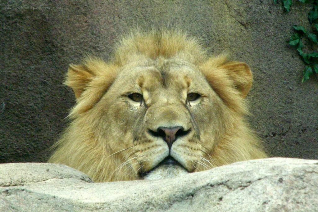 Lion with a full mane