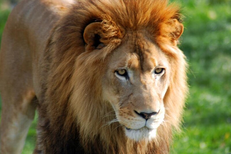 Lion with a full mane