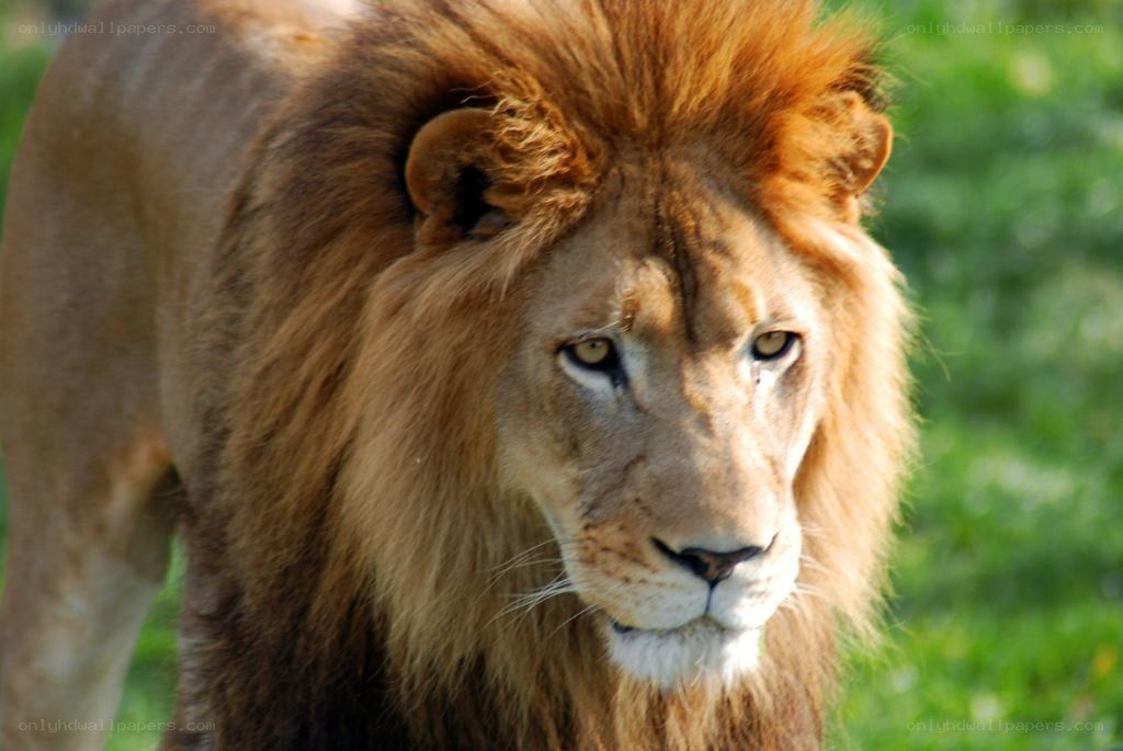 Lion with a full mane
