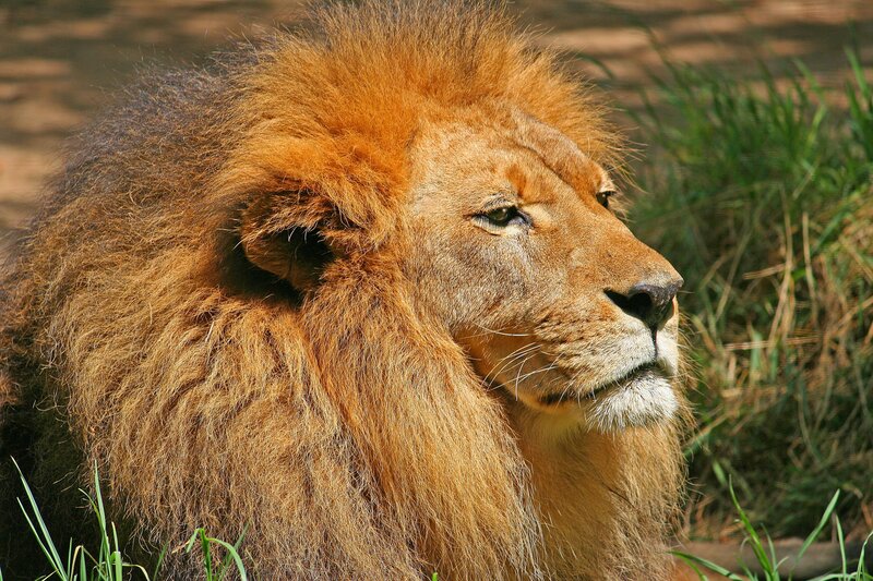 Lion with a full mane